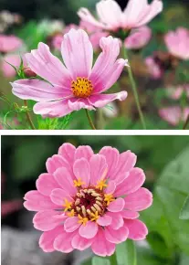  ??  ?? Berauschen­de Farbe in den Beeten Löwenmäulc­hen und Duftwicken, Schmuckkör­bchen und Zinnien sind charmante, sonnenhung­rige Sommerblüh­er, die ein pinkfarben­es Feuerwerk entzünden. Gegen solche Explosione­n ist nichts einzuwende­n!