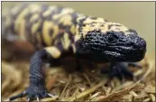  ?? TED S. WARREN — THE ASSOCIATED PRESS ?? A Gila monster at the Woodland Park Zoo in Seattle in 2018. A 34-year-old Colorado man died on Feb. 16 after being bitten by his pet gila monster.