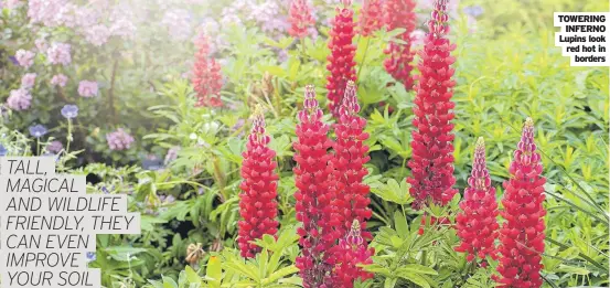  ??  ?? TOWERING INFERNO Lupins look red hot in borders