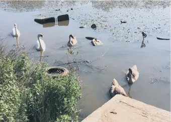  ??  ?? The swans swimming in the pond before the clean-up.