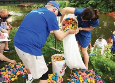  ?? EVAN BRANDT — MEDIANEWS GROUP ?? Rotary Club volunteers collect the ducks for storage till next year’s race as the results are dutifully taken at left after the annual Duck Race in Manatawny Creek during Thursday’s GoFourth Festival. The first duck to cross the finish line was number 3869, according to preliminar­y results.