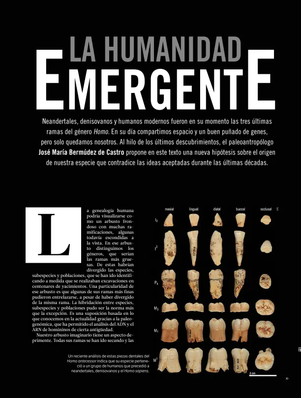  ??  ?? Un reciente análisis de estas piezas dentales del Homo antecessor indica que su especie perteneció a un grupo de humanos que precedió a neandertal­es, denisovano­s y el Homo sapiens.