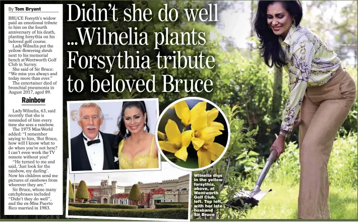  ??  ?? Wilnelia digs in the yellow forsythia, above, at Wentworth Golf Club, left. Top left, with her late husband Sir Bruce