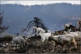  ?? (AP/Petros Karadjias) ?? Goats are seen Thursday at a burn area near Krioneriti­s village on Evia island, about 113 miles north of Athens, Greece.