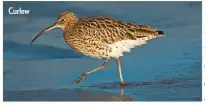  ??  ?? Curlew