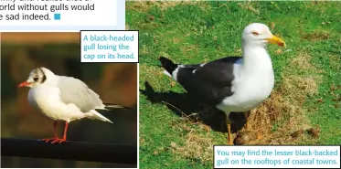  ?? ?? A black-headed gull losing the cap on its head.
You may find the lesser black-backed gull on the rooftops of coastal towns.