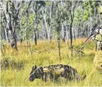  ?? Military Police Private Christophe­r Penning Dog Spot patrolling during Exercise Talisma ??