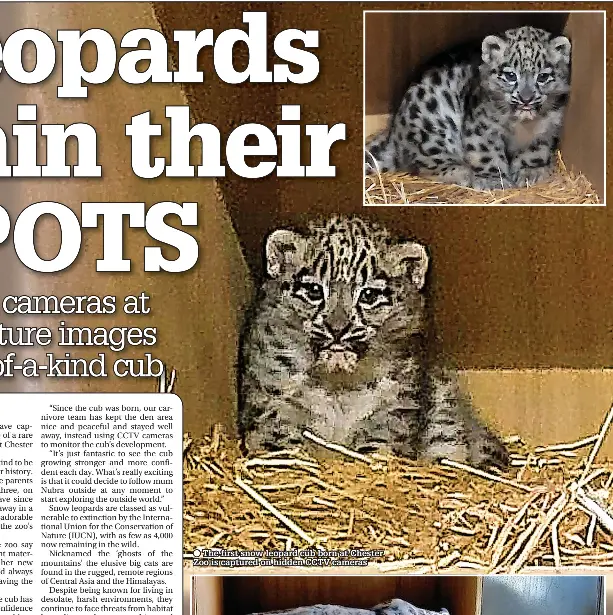 Hidden cameras at zoo capture images of first-of-a-kind cub - PressReader