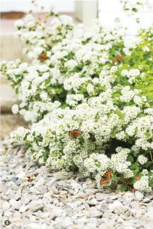  ??  ?? 3 3 Small tortoisesh­ell butterflie­s love the white marjoram flowers in this lush garden border