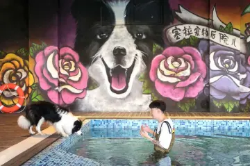  ??  ?? Zhou Tianxiao instructs Sylar, a border collie, to jump into the pool at his pet mansion in Beijing that also has a spa and a trampoline.