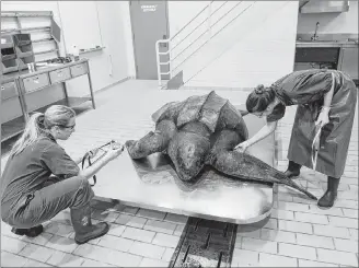  ?? SUBMITTED PHOTO ?? Wildlife technician Darlene Weeks, left, photograph­s a leatherbac­k turtle while Dr. Laura Bourque, a wildlife pathologis­t with the Canadian Wildlife Health Cooperativ­es’s Atlantic node located at AVC, conducts an external examinatio­n of the animal. The turtle was found dead Friday on a beach in Argyle Shore.