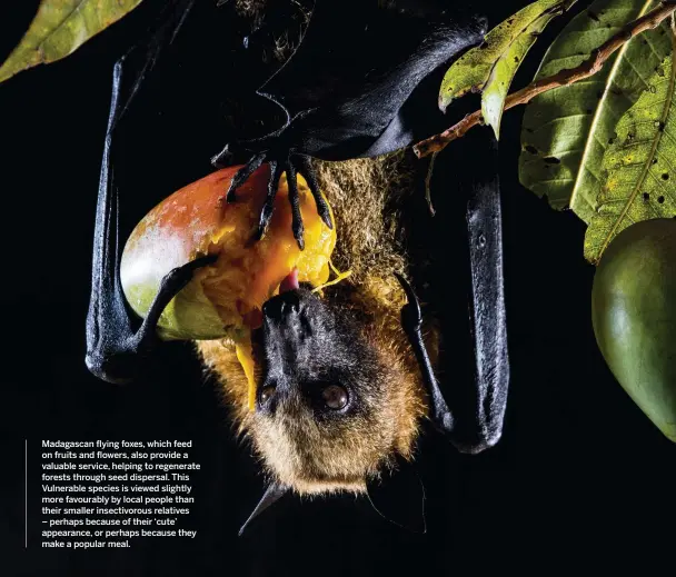  ??  ?? Madagascan flying foxes, which feed on fruits and flowers, also provide a valuable service, helping to regenerate forests through seed dispersal. This Vulnerable species is viewed slightly more favourably by local people than their smaller insectivor­ous relatives – perhaps because of their ‘cute’ appearance, or perhaps because they make a popular meal.