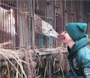  ?? JUNG YEON-JE / AFP / GETTY IMAGES / FILES ?? Wendy Higgins of Humane Society Internatio­nal meets with a curious friend at a farm being closed by the animal protection group in Namyangju, on the outskirts of Seoul. An estimated 2.5 million dogs are killed for food every year on the 17,000 dog...