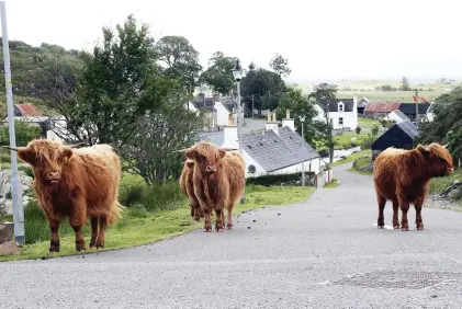  ??  ?? Moo-ve along: Cattle used to be free to roam around Plockton – and could soon make a return