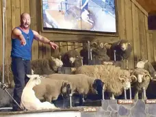  ??  ?? Counting sheep: The sheep show at the Agrodome is a global hit.