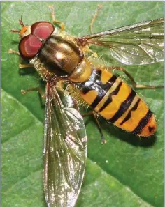  ??  ?? The Marmalade Hoverfly is a common and beneficial garden insect.