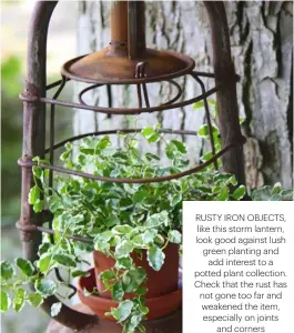  ??  ?? RUSTY IRON OBJECTS, LIKE THIS STORM LANTERN, LOOK GOOD AGAINST LUSH GREEN PLANTING AND ADD INTEREST TO A POTTED PLANT COLLECTION. CHECK THAT THE RUST HAS NOT GONE TOO FAR AND WEAKENED THE ITEM, ESPECIALLY ON JOINTS AND CORNERS