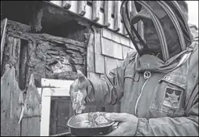  ?? AARON BESWICK – THE CHRONICLE HERALD ?? Mario Swinkels removes a hive of about 50,000 bees that formed between the ceiling joists of a home in East Tracadie.