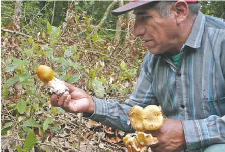  ??  ?? Don Manuel Portillo recolectan­do yoyo (Amanita hayalyuy) en el municipio de Chamula, Chiapas.