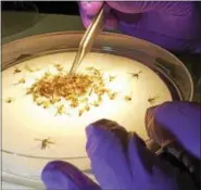  ?? LISA POOLE — ASSOCIATED PRESS ?? Matt Osborne, field coordinato­r, Arbovirus Program, Division of Infectious Disease Laboratori­es at the Massachuse­tts Dept. of Health State Laboratory Institute sorts mosquitoes collected from Boston according to species for testing as only certain...