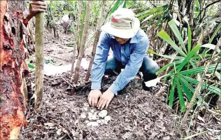  ?? WILDLIFE CONSERVATI­ON SOCIETY ?? A conservati­onist examines 19 eggs laid by a critically endangered Siamese crocodile along a river in Koh Kong province’s Areng area in 2017.