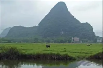  ?? KELVIN CHAN - THE ASSOCIATED PRESS ?? In this 2016 photo, water buffalo graze amid birds in a field set against a backdrop of irregular karst peaks near Club Med’s resort in Guilin, China. The Club Med resort in Guilin, China, reflects Chinese tastes. There’s a contemplat­ive vibe,...