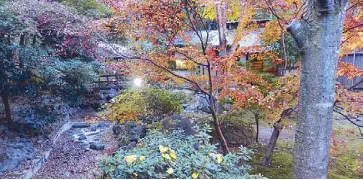  ??  ?? At Konairu Sansou ryokan: A beautiful autumn landscape displays different shades of orange and red maple leaves. Bright yellow canary leaves of their gingko trees stand out against a background of evergreens.