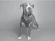  ?? COURTESY OF THE ARIZONA HUMANE SOCIETY ?? Wallace is a 10-year-old Chinese Shar Pei mix who loves belly rubs and will never turn down a new toy or the opportunit­y to play. He is filled with energy and zest for life.