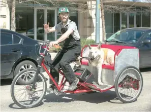  ??  ?? below
Austin pedicab driver David Knipp hauls his dog Abeja on his battery-assisted pedicab on Tuesday in Austin.