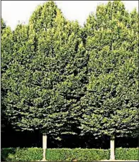  ?? Special to the Democrat-Gazette/JANET B. CARSON ?? Planted in multiples, the European hornbeam makes a great screen and it adapts well to grow in containers.