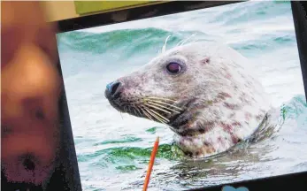  ?? FOTOS: DPA ?? Mit einer speziellen Software wird das Muster des Robbenfell­s am Bildschirm untersucht – so können einzelne Tiere wiedererka­nnt werden.