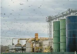  ?? JERRY JACKSON/BALTIMORE SUN ?? Gulls looking for an easy meal fill the sky above the Valley Proteins poultry rendering plant in Linkwood in Dorchester County.