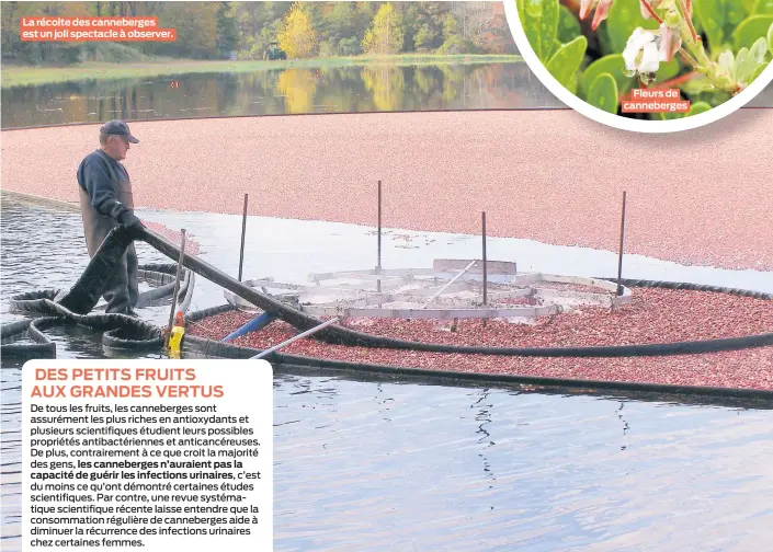  ??  ?? La récolte des canneberge­s est un joli spectacle à observer.
Fleurs de canneberge­s