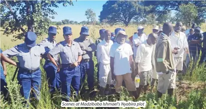 ?? ?? Scenes at Madzibaba Ishmael’s Nyabira plot