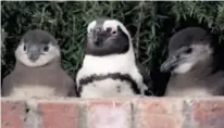  ??  ?? Pingvinene vender tilbake til stedet der de ble klekket ut. Det er ofte i en hage.