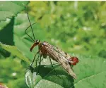  ?? FOTO: DPA ?? Skorpionsf­liegen sind keine Flugkünstl­er. Sie fliegen nicht gerne weite Strecken.