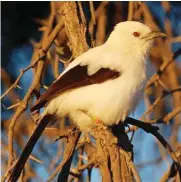  ?? Picture: Tom Flower ?? HEADING OFF: Southern pied babbler.