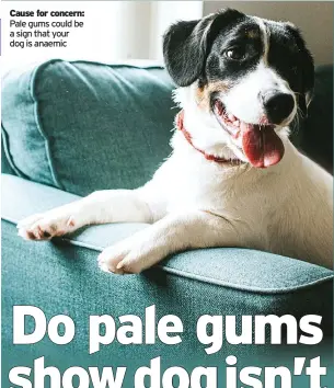  ?? ?? Cause for concern: Pale gums could be a sign that your dog is anaemic