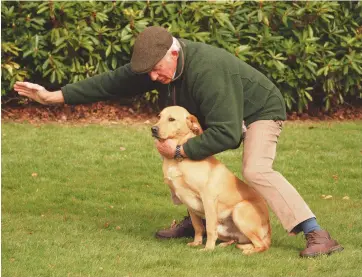  ??  ?? Top: profession­al truffle hunter Tom Lywood, and his Italian truffle-hunting dogs, searches a Berkshire woodland for English black truffles. Above: the writer tries to interest Merlin in the edible delicacies