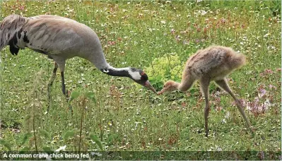  ?? ?? A common crane chick being fed