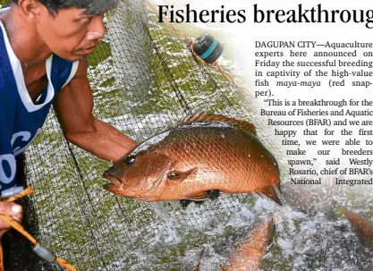  ?? RAY ZAMBRANO/INQUIRER NORTHERN LUZON ?? A WORKER at the National Integrated Fisheries Technology Developmen­t Center in Dagupan City shows one of the red snapper breeders, which aquacultur­e experts have successful­ly made to spawn in captivity.