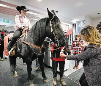  ?? JOHN RENNISON THE HAMILTON SPECTATOR ?? Tuffy Nuff is ridden into the lobby of the TownePlace Suite by Marriott on Upper James by Calgary Grey Cup chair Di Wensel, as Marriott’s Carine Arce offers up an apple, continuing a 73-year-old Cup tradition.