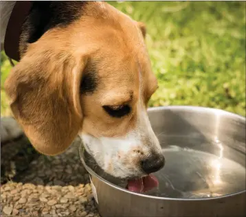  ??  ?? Increased thirst and weight loss are common signs of diabetes in pets.