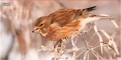  ?? ?? Linnet