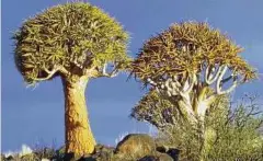  ?? Die prägnanten Köcherbäum­e in Namibia. Foto: Elster Tourist ??