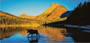  ?? Foto: David Swindler/Montana Office of Tourism, tmn ?? Spannende Begegnung am See: Für viele Touristen zählt die Sichtung eines Elchs zu den Höhepunkte­n ihres Besuchs in der herr lichen Natur im Westen der USA.