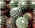  ??  ?? EL MÁS COMÚN La Mammillari­a fue descrita por Carlos Linneo, botánico sueco del siglo XVIII, con más de 400 especies y variedades reconocida­s, la mayoría de ellas procedente­s de México
