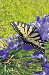  ??  ?? Summer is here and so are the butterflie­s. Philomene spotted this stunning Canadian Tiger Swallowtai­l feeding on her irises at the cottage in Port Howe, N.S. Another great reason to garden!