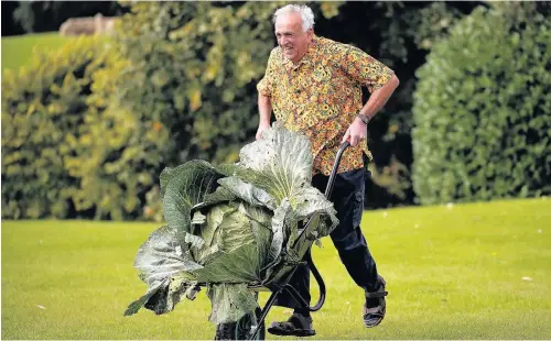  ??  ?? > Giant vegetable grower Peter Ian Neale, from Newport, poses with his giant award-winning cabbage that weighed in at 25.4kg at the Harrogate Autumn Flower Show yesterday. Gardeners from across Britain descend on the Yorkshire Showground every autumn...