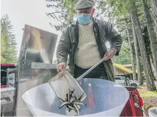  ?? PHOTOS BY ADRIAN LAM, TIMES COLONIST ?? Bill Thomas with Goldstream Hatchery and the Peninsula Streams Society catches salmon fry for release into Mary Lake.